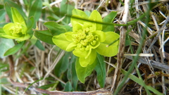 Euphorbia verrucosa, photograph (c) Michael Andresek, some rights reserved (CC BY)