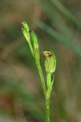 Pterostylis clivosa