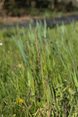 Poaceae