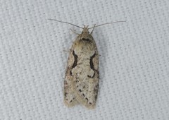 Semioscopis steinkellneriana