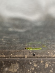 Plesiochrysa ramburi