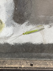 Plesiochrysa ramburi