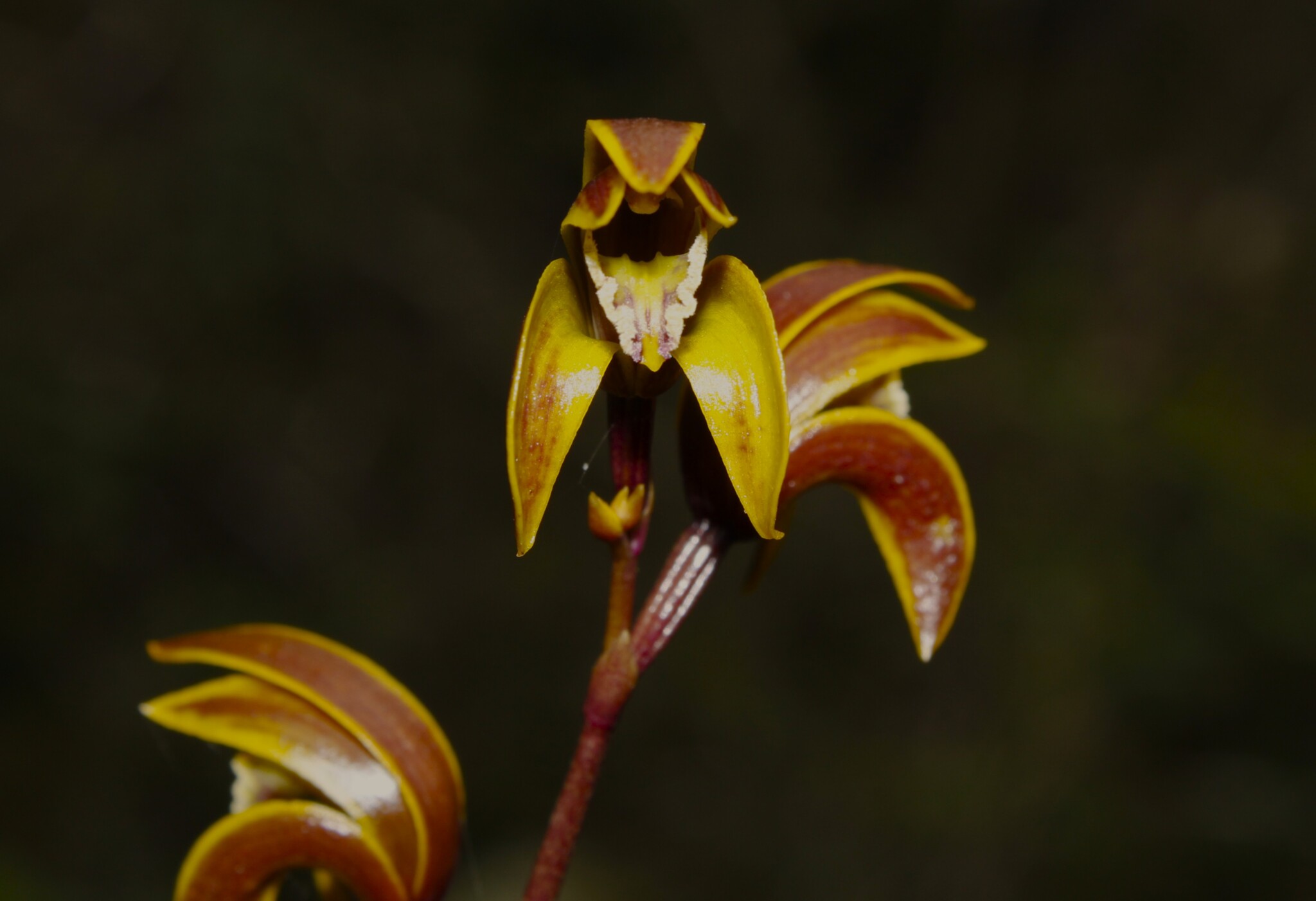 Bletia volubilis M.A.Díaz 2