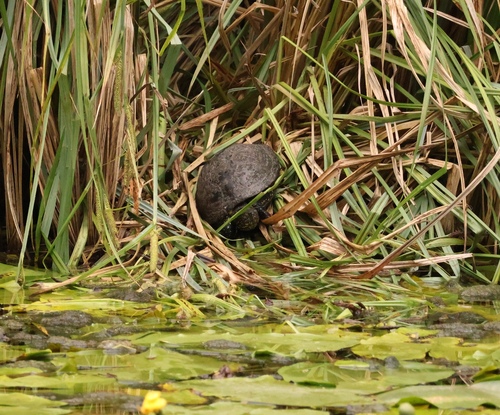 European Pond Turtle