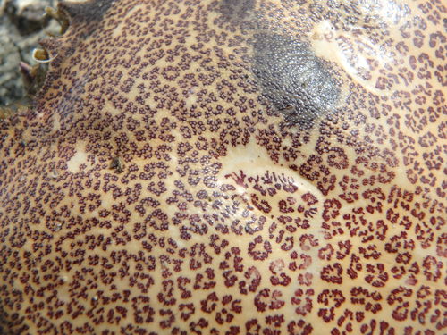 Ocellate Lady Crab, photo 5 of 10