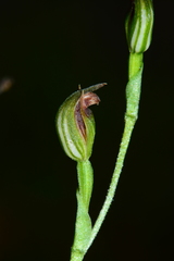 Pterostylis clivosa