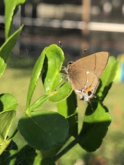 Electrostrymon angelia