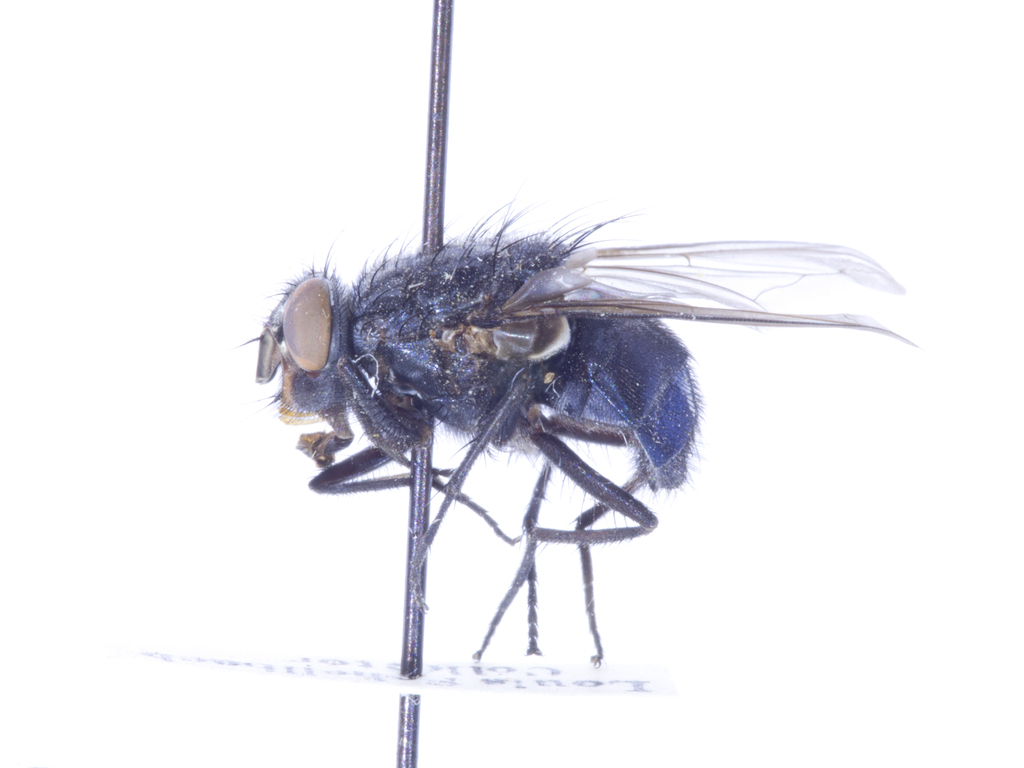 Eucalliphora