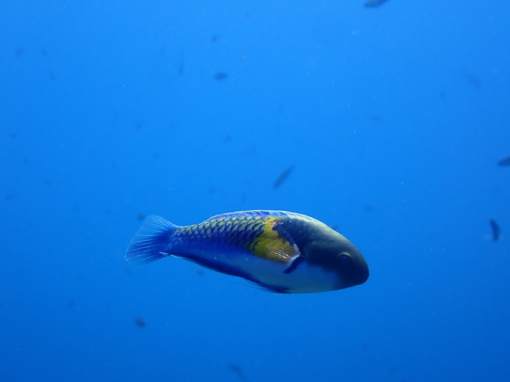 Ryukyu Fairy Wrasse