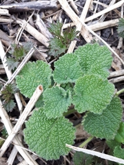 Marrubieae