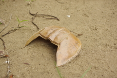 Carcinoscorpius rotundicauda