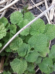Marrubieae