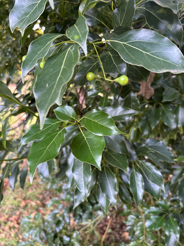 Camphor