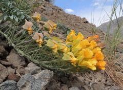 Tropaeolum polyphyllum