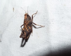 Tettigidea