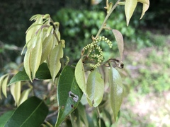 Castanopsis sieboldii