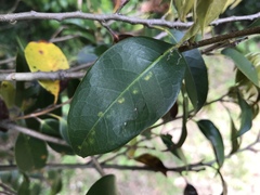 Castanopsis sieboldii