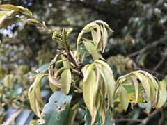 Castanopsis sieboldii