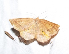 Metarranthis obfirmaria