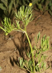 Ranunculus arvensis