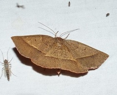Metarranthis obfirmaria