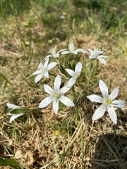 Ornithogalum umbellatum