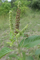 Ocimum gratissimum gratissimum