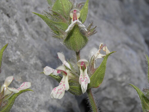 Stachys spruneri