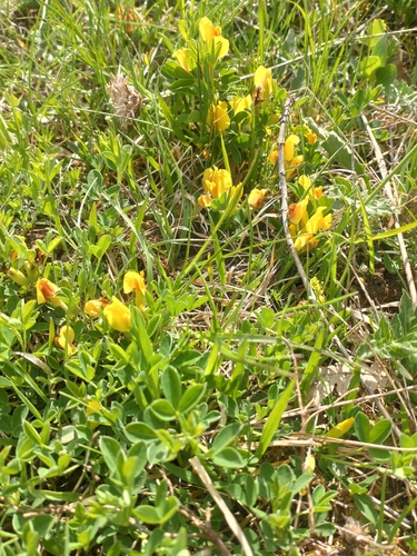Chamaecytisus ratisbonensis, photograph 4