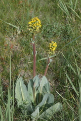Ligularia altaica