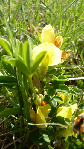 Chamaecytisus ratisbonensis, photograph 3