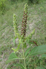 Ocimum gratissimum gratissimum