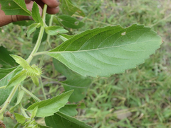 Ocimum gratissimum gratissimum