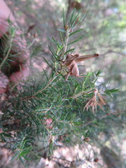 Thyreonotus corsicus
