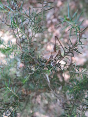 Thyreonotus corsicus