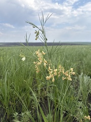 Lathyrus pannonicus
