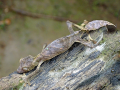 Uroplatus