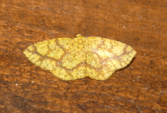 Periclina