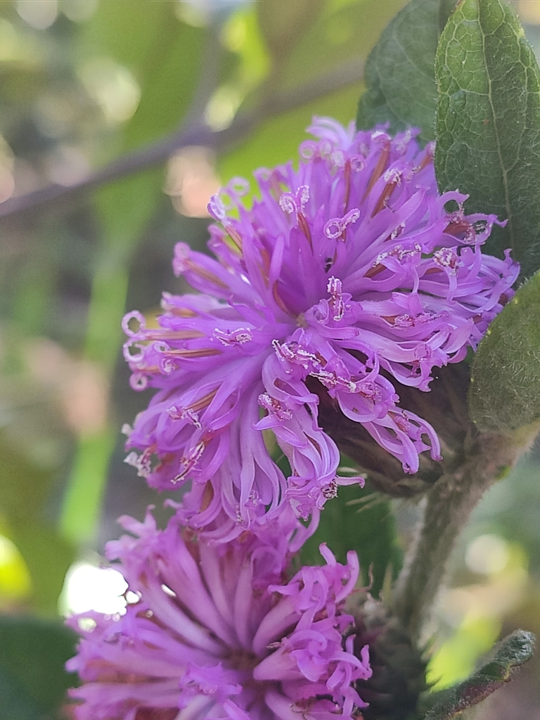 Lessingianthus onopordioides