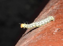 Lithacodia crotopha