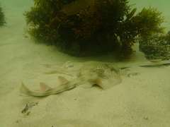 Aptychotrema rostrata