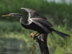 Anhinga melanogaster