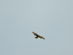 Buteo jamaicensis