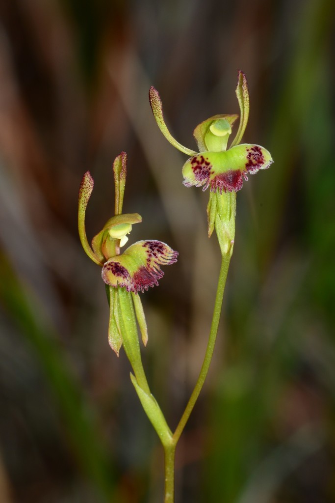 Hare Orchid
