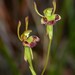 Hare Orchid - Photo (c) Michael Keogh, some rights reserved (CC BY-NC-SA), uploaded by Michael Keogh