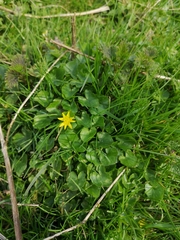 Ficaria verna