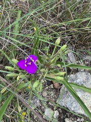 Tradescantia gigantea, photograph (c) Jo Roberts, some rights reserved (CC BY)