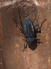 Somaticus