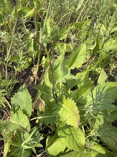 Klasea lycopifolia, photograph 4