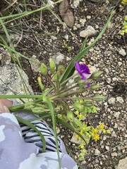 Tradescantia gigantea, photograph (c) Jo Roberts, some rights reserved (CC BY)